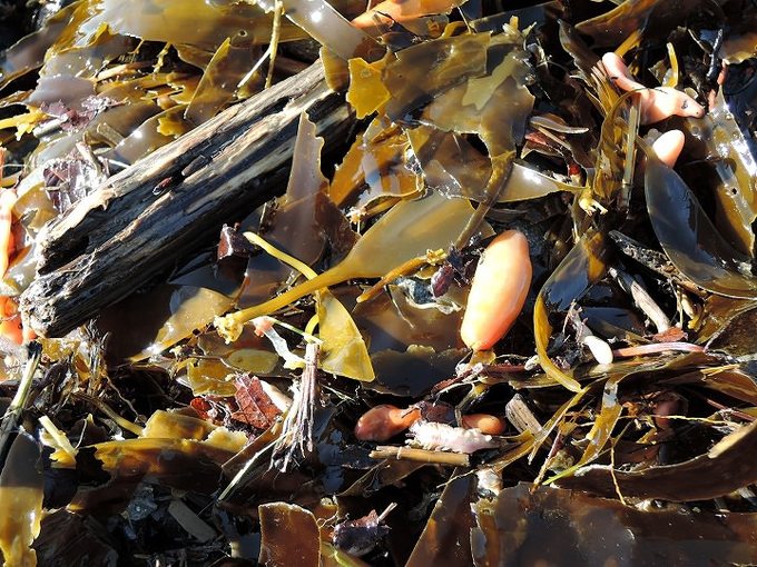 ルッツ 幻の食材 の調理方法や捕り方は 大しけの後に海岸へ直行 一日一生 読むくすり お役立ち記事満載サイトへようこそ